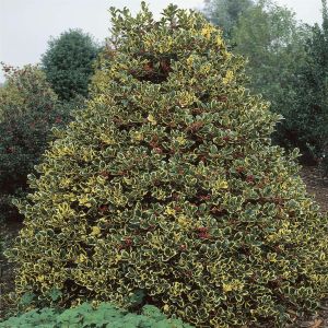 Ilex altaclierensis Golden King