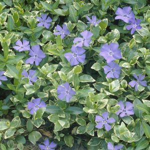 Vinca major variegata