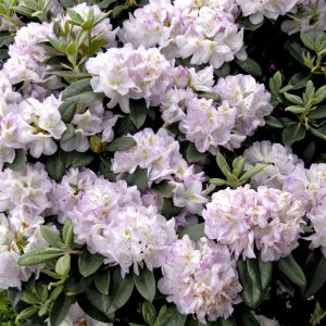 Rhododendron Gomer Waterer