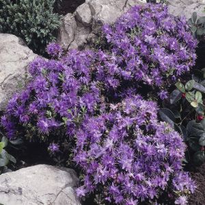 Rhododendron Impeditum