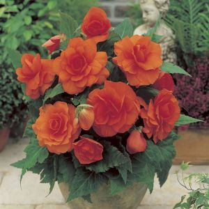 Begonia Grandiflora Oranje x 3