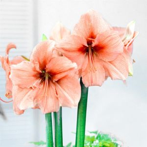 Amaryllis Rilona