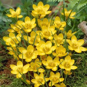 Crocus chrysanthus Dorothy x 20