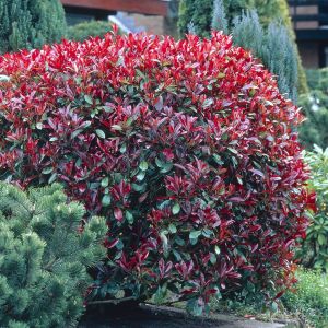 Photinia fraseri Red Robin
