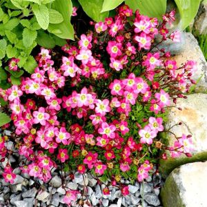 Saxifraga Pixie Pink 13 cm pot