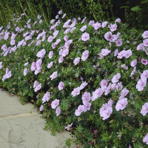 Geranium sanguiineum Striatum