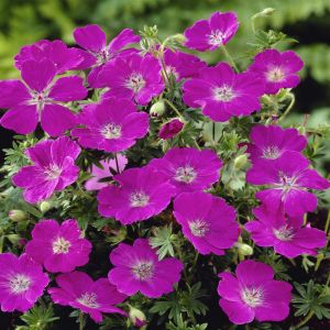Geranium sanguineum Max Frei