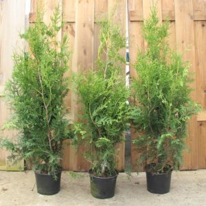 Thuja occidentalis Brabant Levensboom