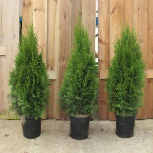 Thuja Smaragd  Pot