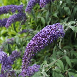 Buddleja davidii Black Night