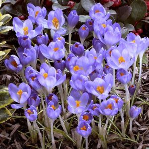 Crocus tommasianus Barrs Purple x 20