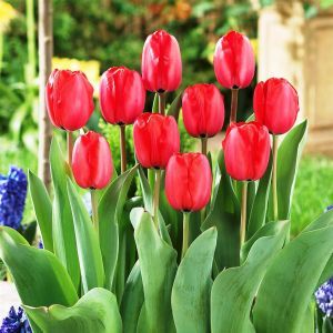 Tulip Impression Red x 10