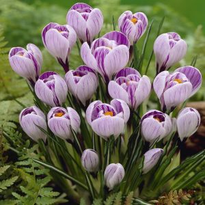 Crocussen Vernus Pickwick x 20