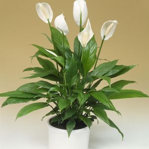 Spathiphyllum Lepelplant Chopin