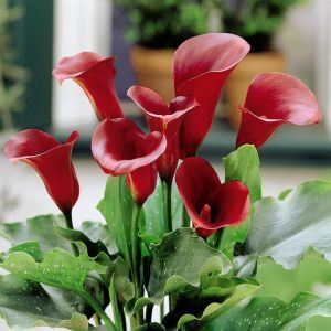 Zantedeschia Paars