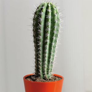 Cactus Pachycereus Pringlei