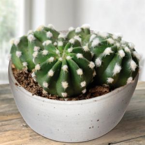Cactus Echinopsis Multiplex