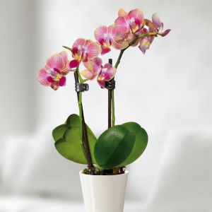 Tweekleurige Dwerg Phalaenopsis