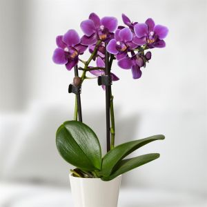 Paarse Dwerg Phalaenopsis