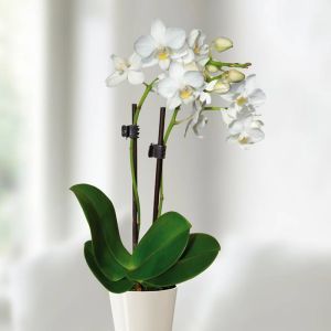 Witte Dwerg Phalaenopsis