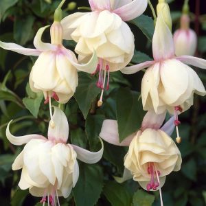 Fuchsia Annabel Bellenplant