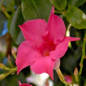 Dipladenia