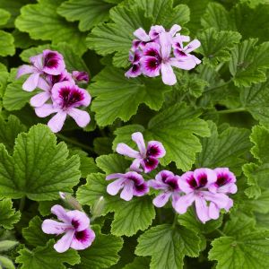Pelargonium Orange Fizz