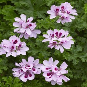 Pelargonium Citriodorum