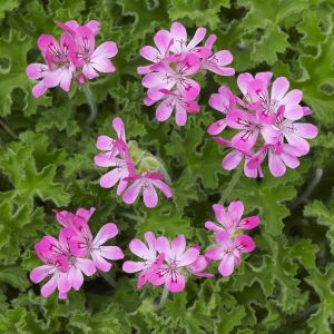 Pelargonium Capitatum Roze