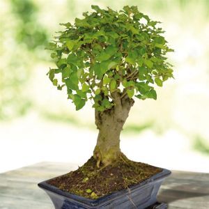 052030 ligustrum broom style pot 20cm