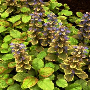 Ajuga reptans Burgundy Glow 9 cm