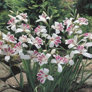 Gladiolen Nanus Prins Claus x 10