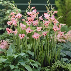 Gladiolen Nanus Nathalie x 10