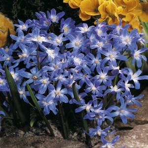 Chionodoxa Luciliae Blauw (Sneeuwroem) x 20