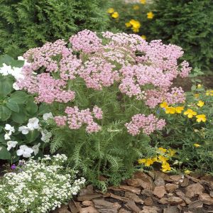 Achillea millefolium Roze (Duizendblad) x 3