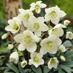 Helleborus niger White Christmas Rose
