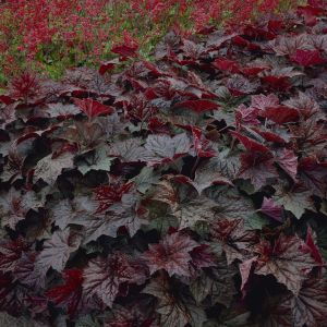 Heuchera Purple Palace Purperklokje x 3