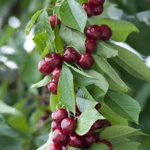 Kersenboom Prunus avium Sylvia