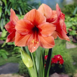 Hippestrum Amaryllis Desire