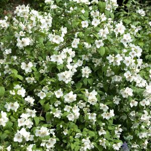 Philadelphus Belle Etoile Boerenjasmijn