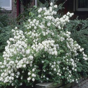 Philadelphus Dame Blanche Boerenjasmijn