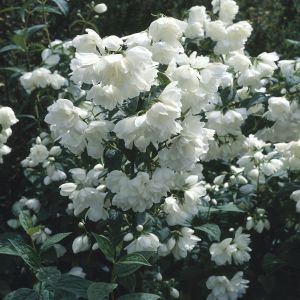 Philadelphus Snowbelle Boerenjasmijn