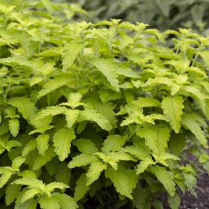 Caryopteris clandonensis Hint of Gold