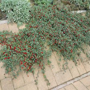 Cotoneaster franchetii (Dwergmispel)