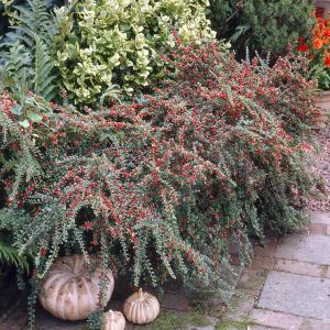 Cotoneaster Horizontalis (Dwergmispel)