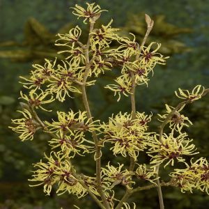 Hamamelis Intermedia Pallida