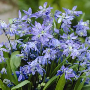Scilla Sibirica