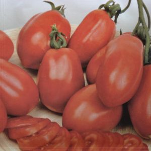 Tomatenzaad Roma