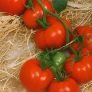 Tomatenzaad Rode Ronde