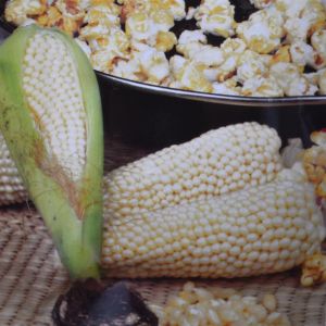 Popcorn Zaad (Pofmaïs)